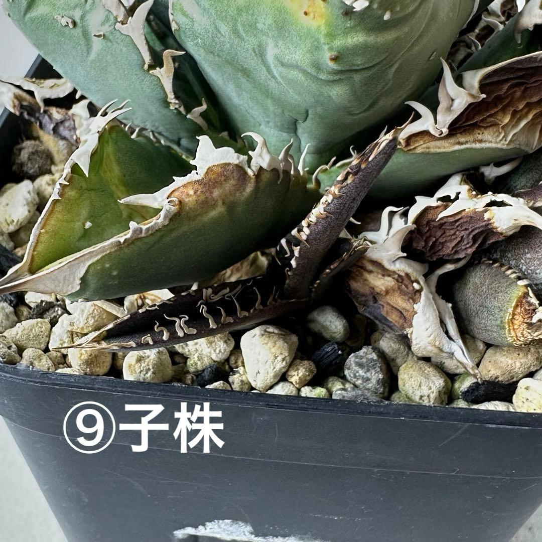 【初出】 オテロイ スタッズタイプ セット ※バラ売り 検）冰雹、麻花龍