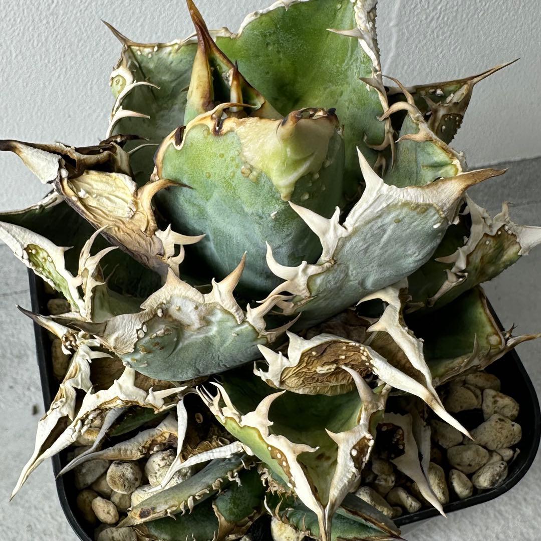 【初出】 オテロイ スタッズタイプ セット ※バラ売り 検）冰雹、麻花龍