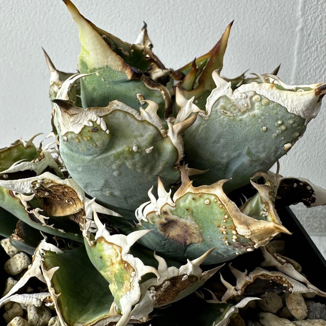 【初出】 オテロイ スタッズタイプ セット ※バラ売り 検）冰雹、麻花龍