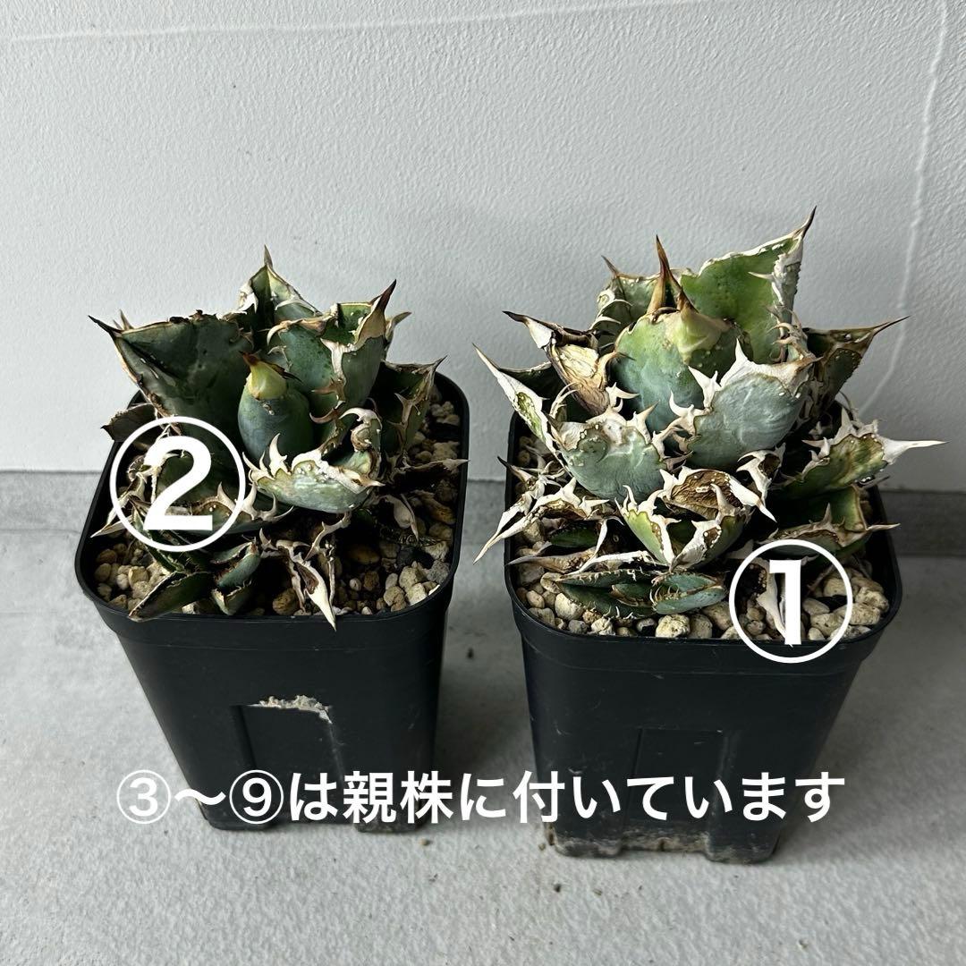 【初出】 オテロイ スタッズタイプ セット ※バラ売り 検）冰雹、麻花龍