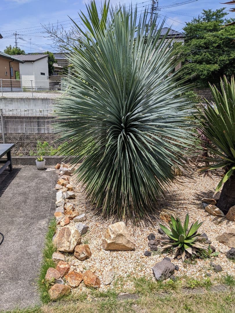 ユッカ　ロストラータ超大型　ファクソニアーナとセット売り