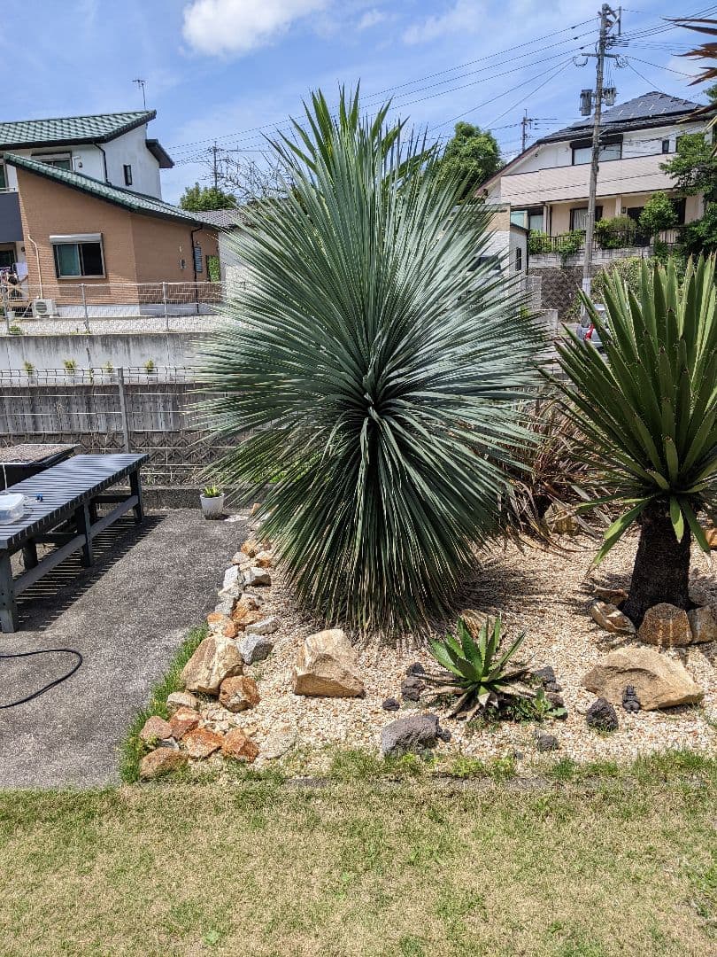 ユッカ　ロストラータ超大型　ファクソニアーナとセット売り