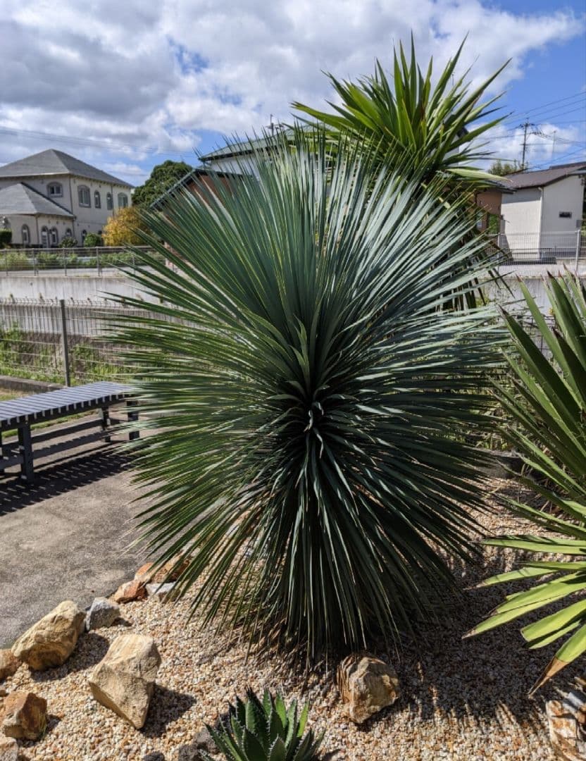 ユッカ　ロストラータ超大型　ファクソニアーナとセット売り