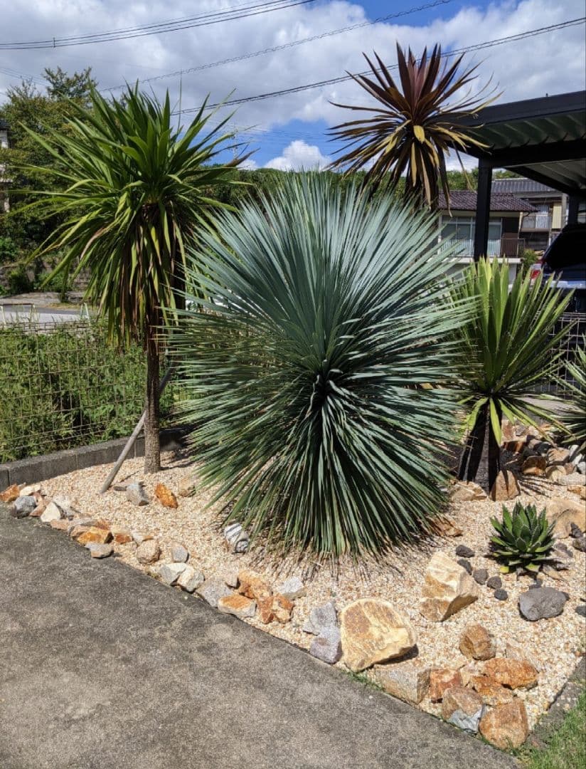 ユッカ　ロストラータ超大型　ファクソニアーナとセット売り