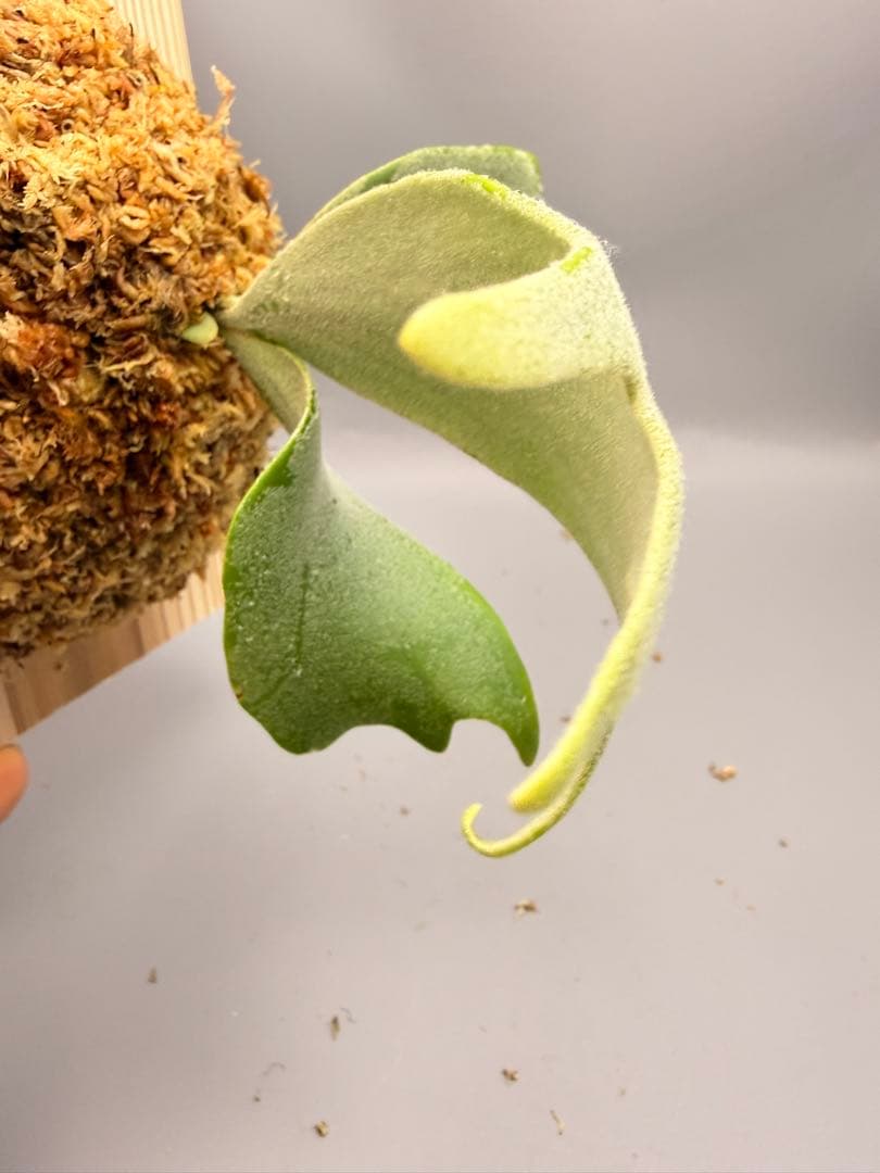 ビカクシダP.Willinckii Bulla, P.Romantic mix - メルカリ