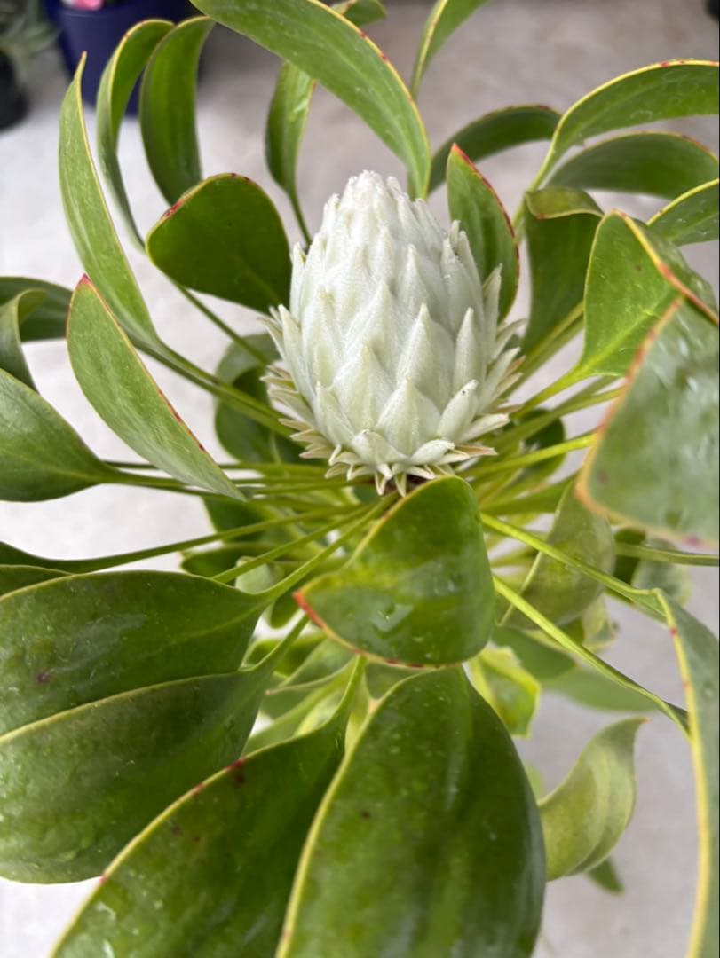 プロテア アークティックアイス 希少 2