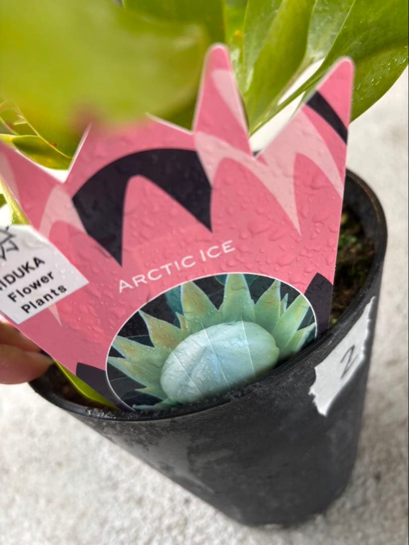 プロテア アークティックアイス 希少 2