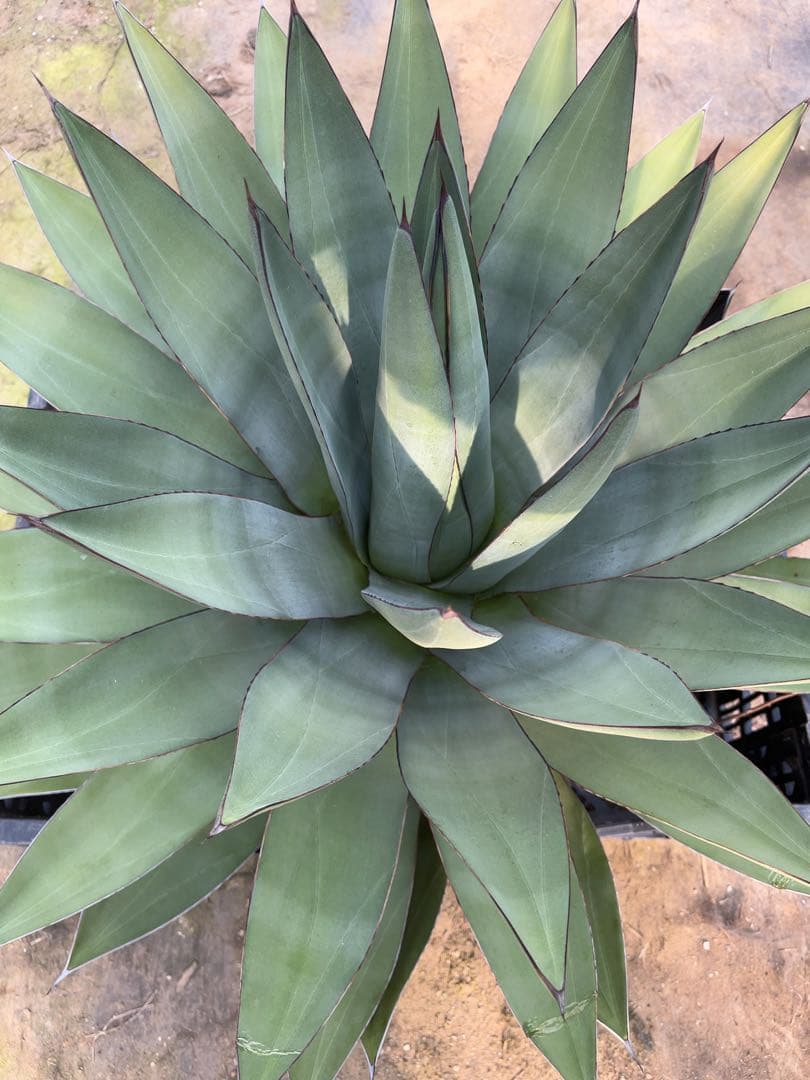 アガベ　オバティフォリア✖️ビクトリアレジーナ　大株