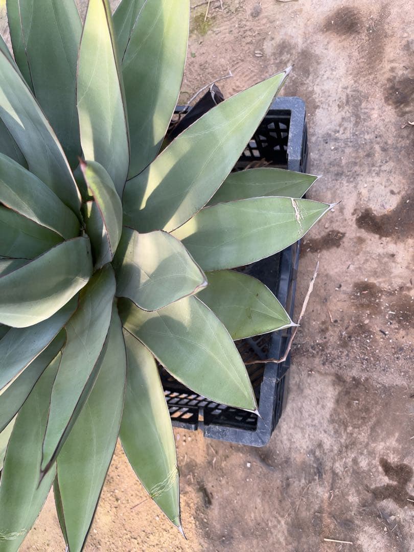 アガベ　オバティフォリア✖️ビクトリアレジーナ　大株
