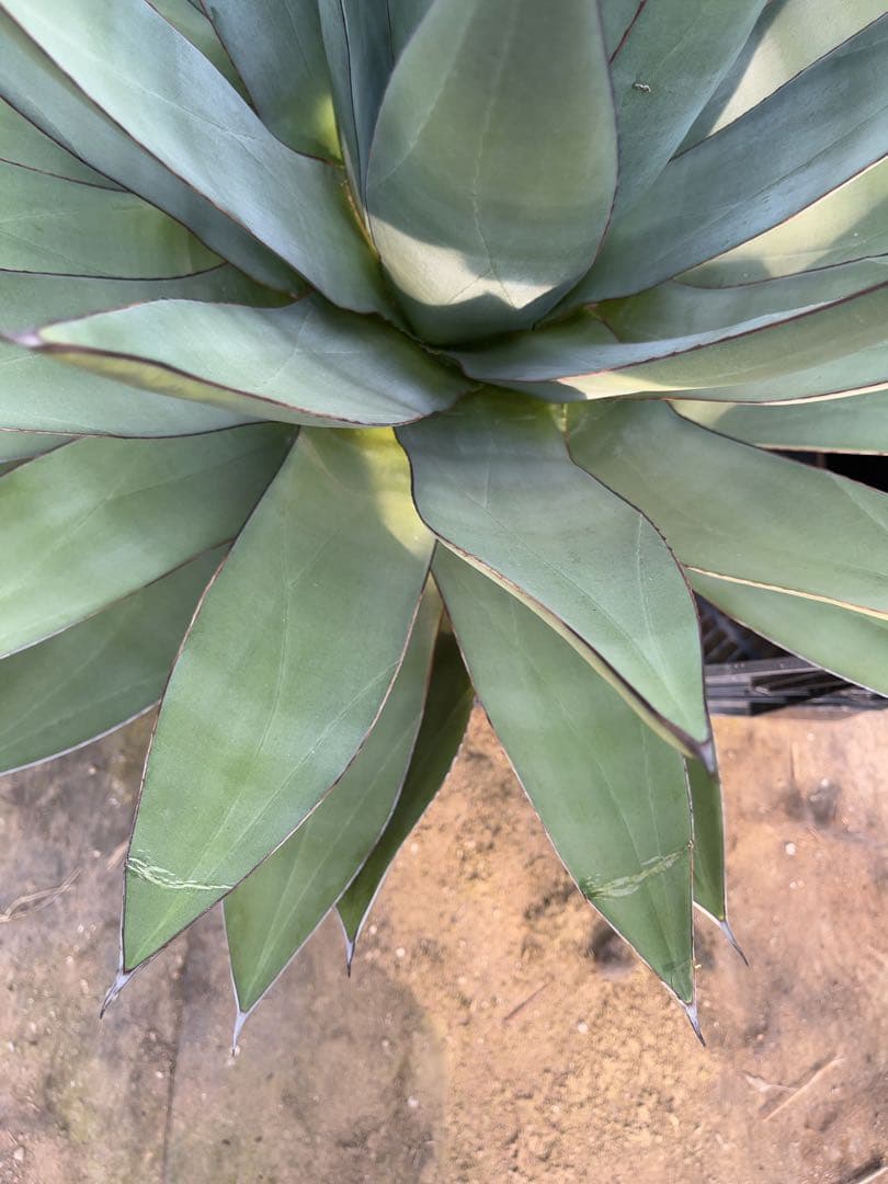 アガベ　オバティフォリア✖️ビクトリアレジーナ　大株