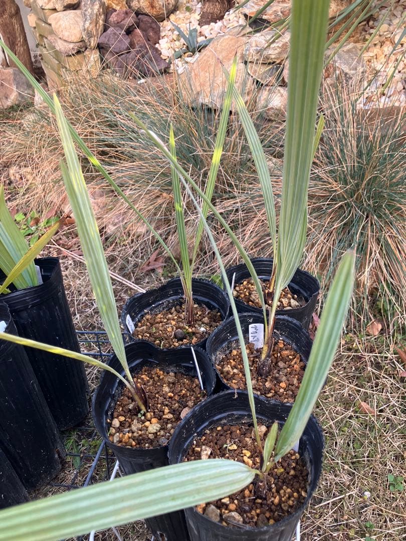 耐寒性 ヤシ 2種 計8株 ブラヘアアルマータ 5株 ミキナシサバル3株