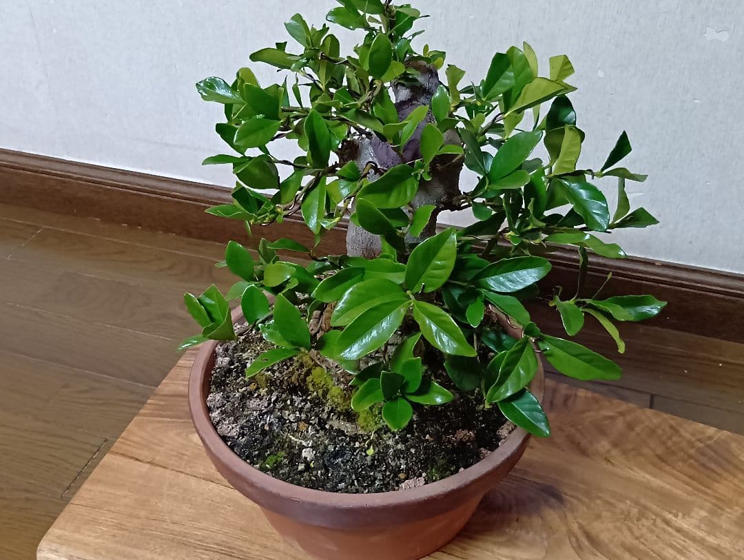 ‼️クチナシ盆栽‼️極太‼️値下げ