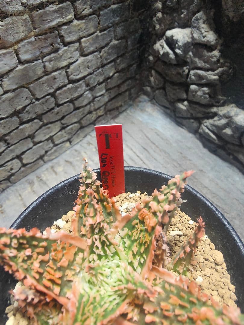 アロエ TCTハイブリッド ライオンクイーン 赤札 J97 - メルカリ