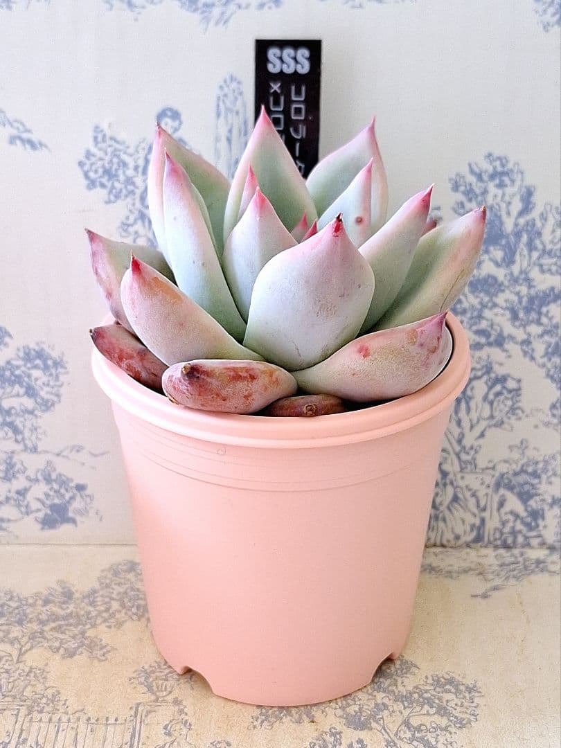 コロラータ(堀川5)×コロラータスーパーW札付きポットごとメルカリ便SSS