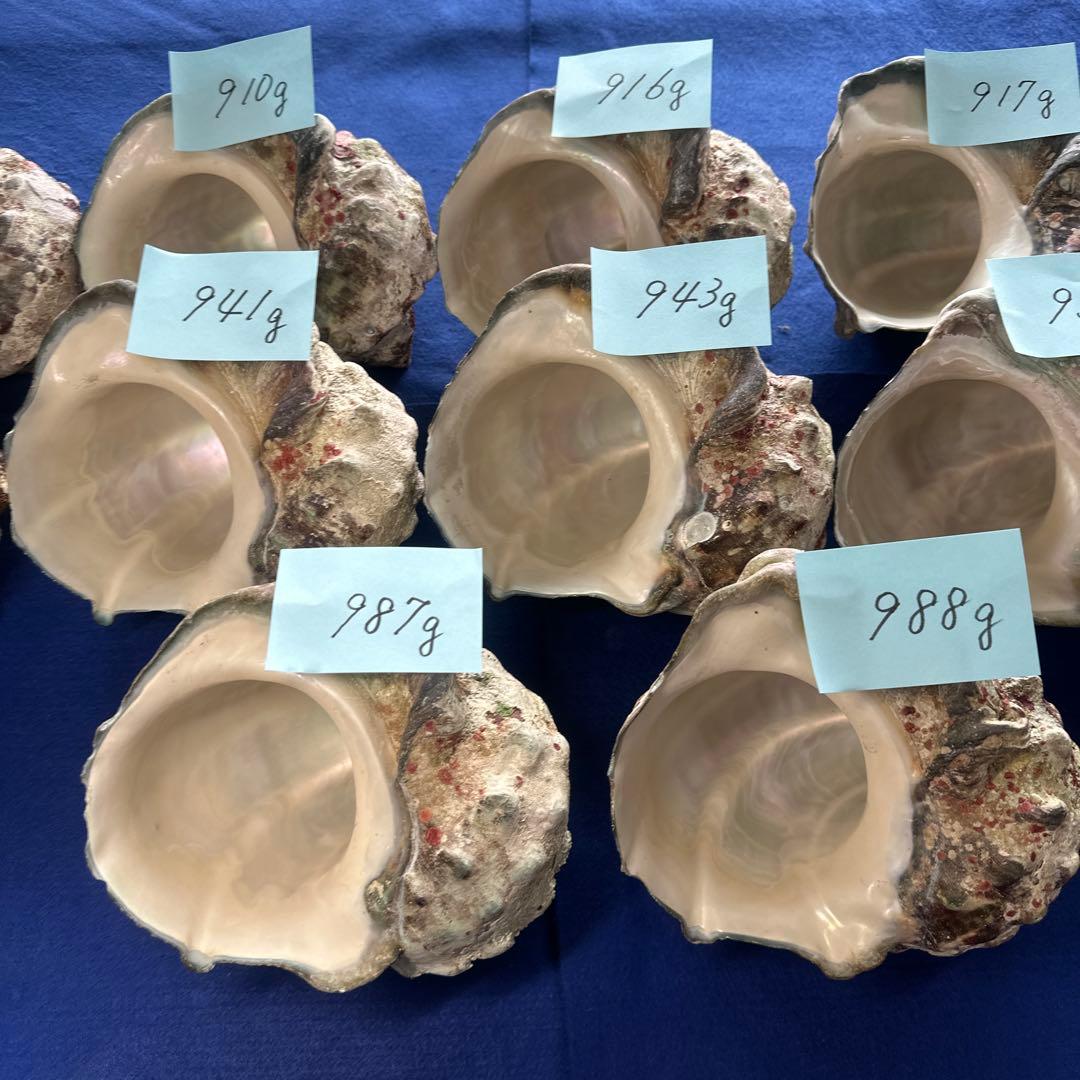 夜光貝　ヤコウ貝　まとめ売り　12個　11、2kg アクセサリー　ルアー