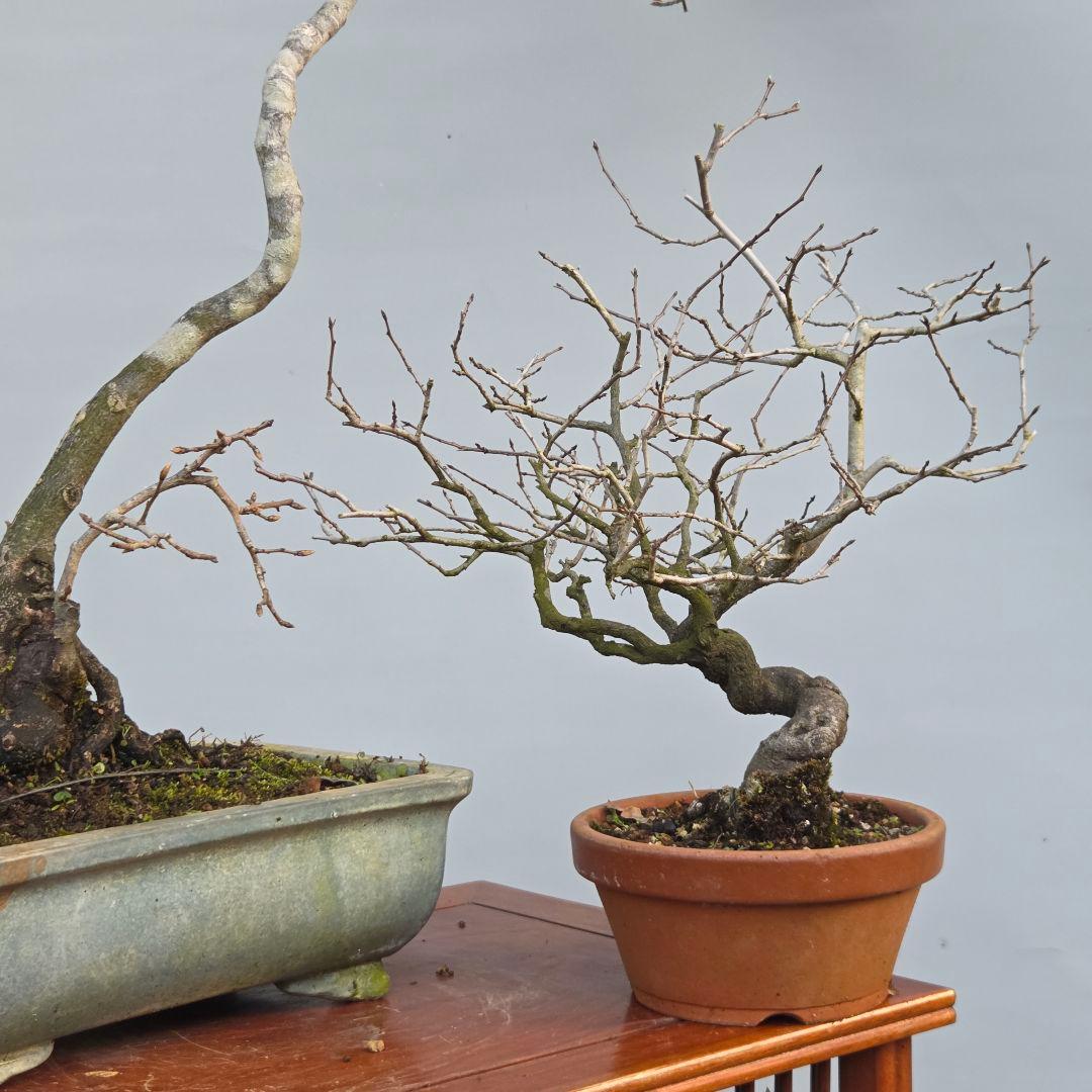 老爺柿　[双幹文人木/子付き]　大品盆栽 オス木付けて　2鉢