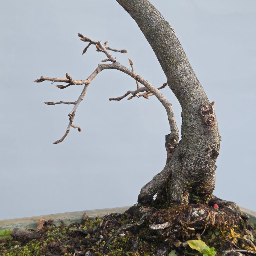 老爺柿　[双幹文人木/子付き]　大品盆栽 オス木付けて　2鉢