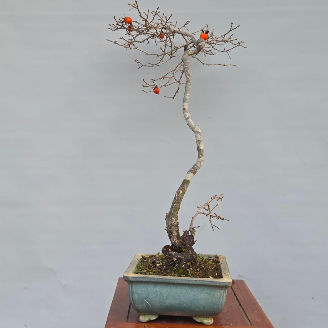 老爺柿　[双幹文人木/子付き]　大品盆栽 オス木付けて　2鉢