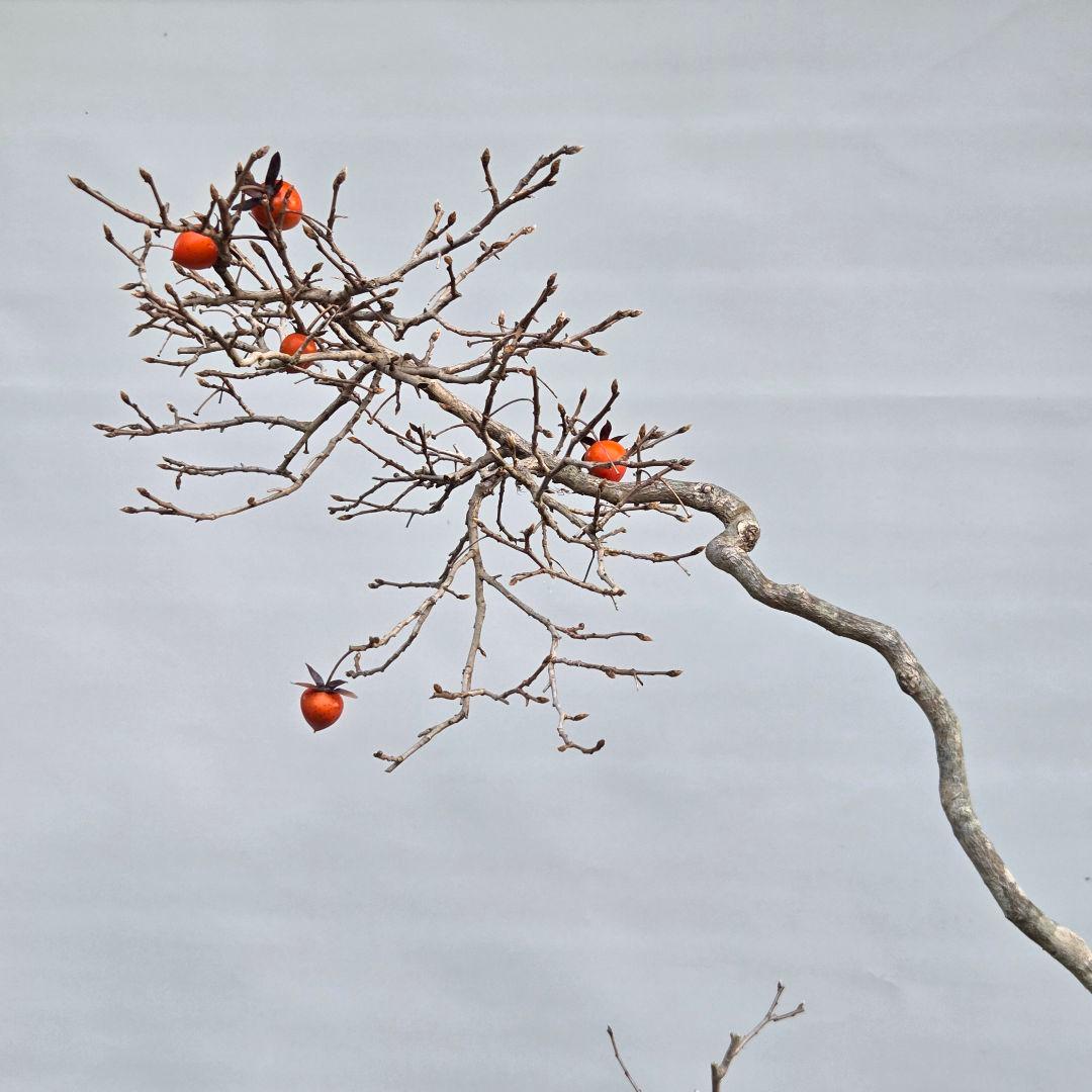 老爺柿　[双幹文人木/子付き]　大品盆栽 オス木付けて　2鉢