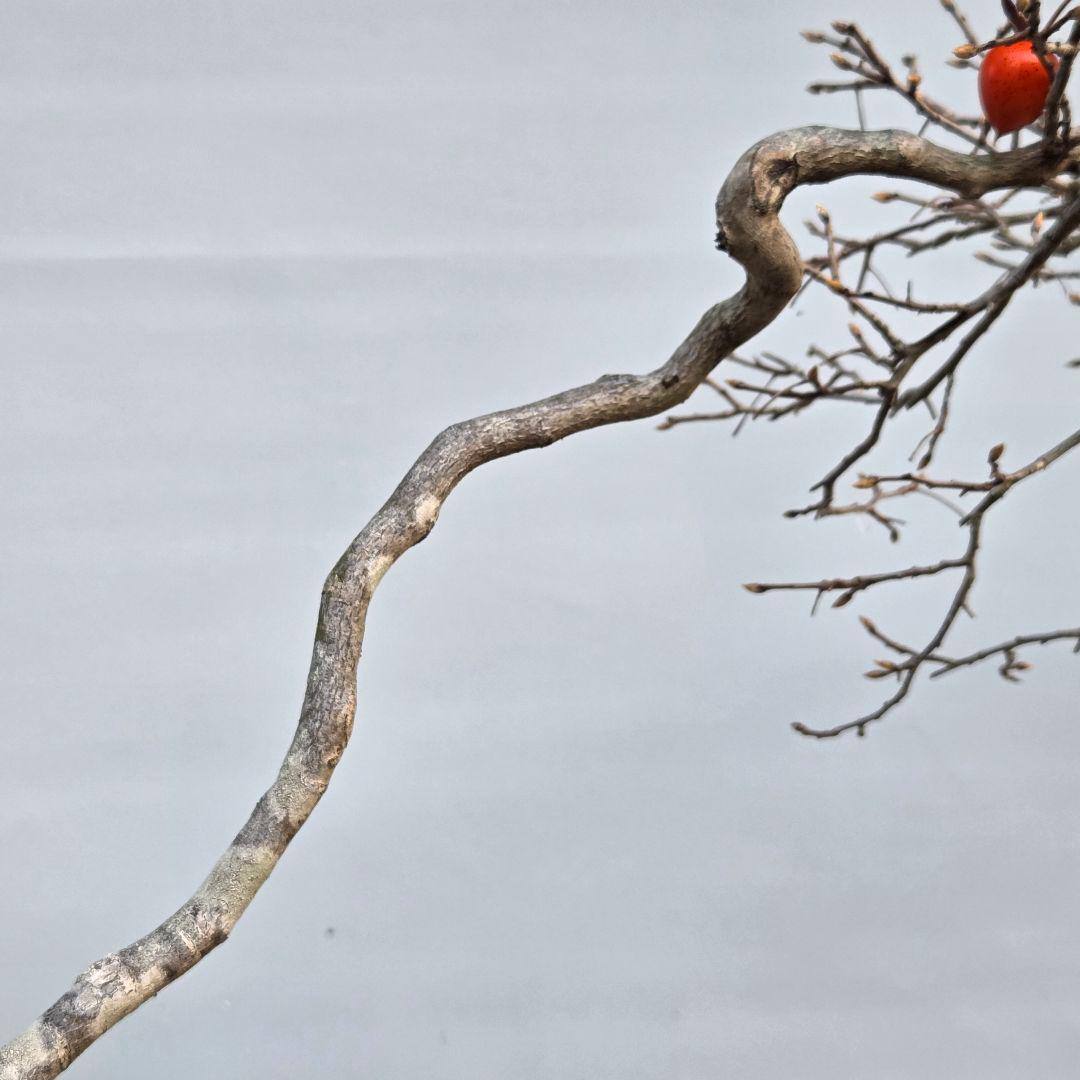 老爺柿　[双幹文人木/子付き]　大品盆栽 オス木付けて　2鉢