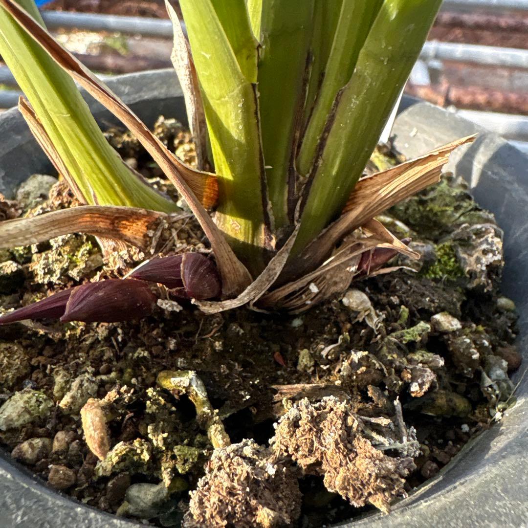 キンリョウヘン原種 2鉢セット 花芽計6付き - メルカリ