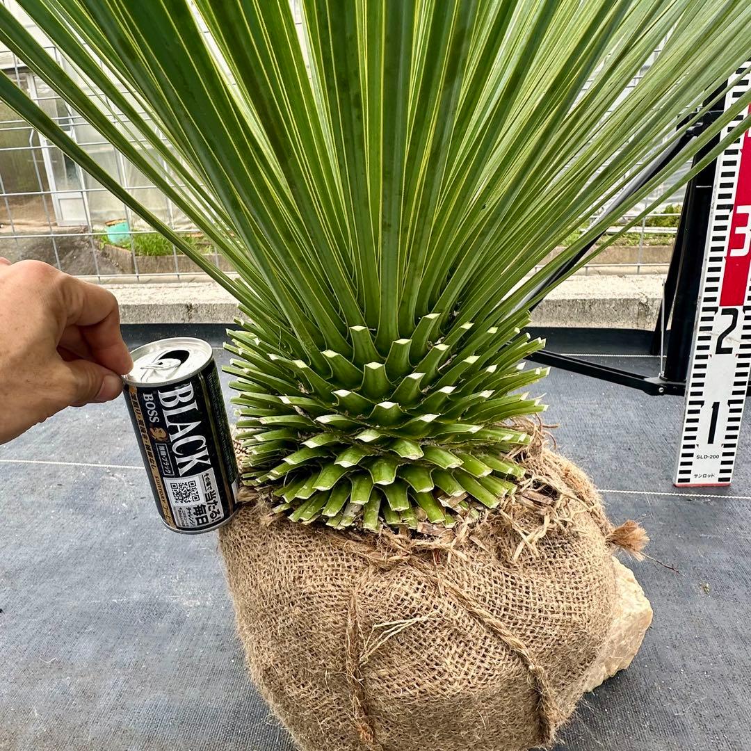 ユッカ ロストラータ（樹高:約79cm）oct54 - メルカリ