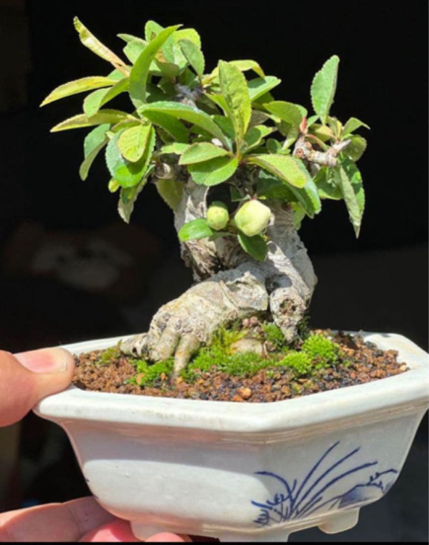 寒ボケ白花　盆栽　樹高10cm