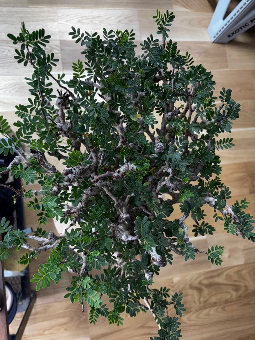 極上コレクション株 センナメリディオナリス