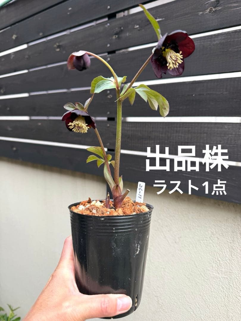 加藤農園 □ 黒影交配 今季株分け クリスマスローズ - メルカリ