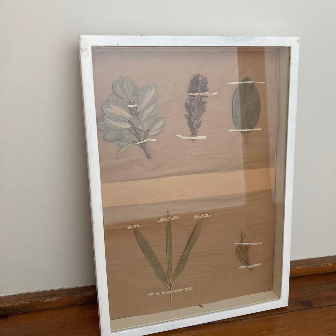 パリ　フランス製　アンティーク　押し花　ビンテージ　葉のボックスコラージュ 2