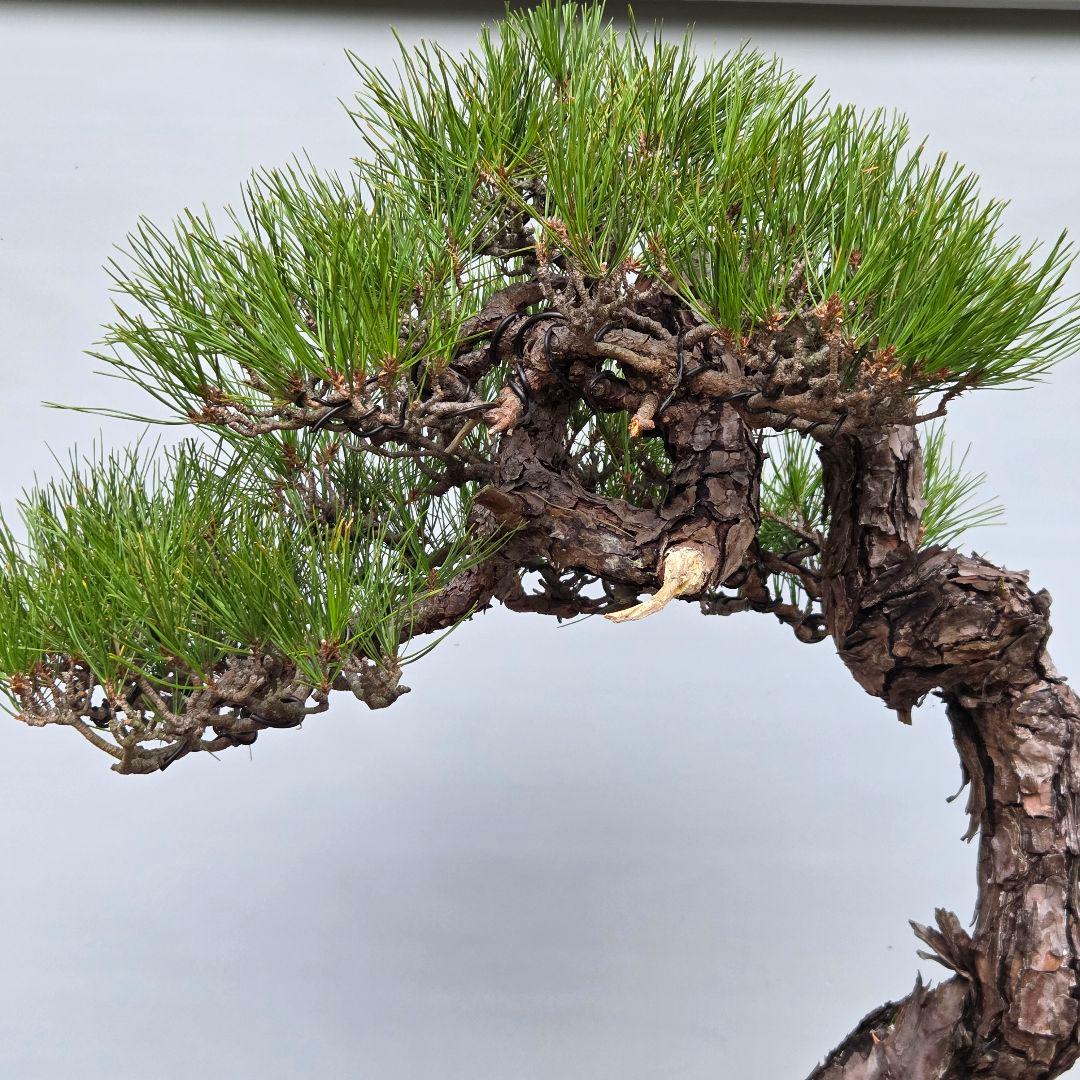 赤松 [捻幹模様木] 大品盆栽