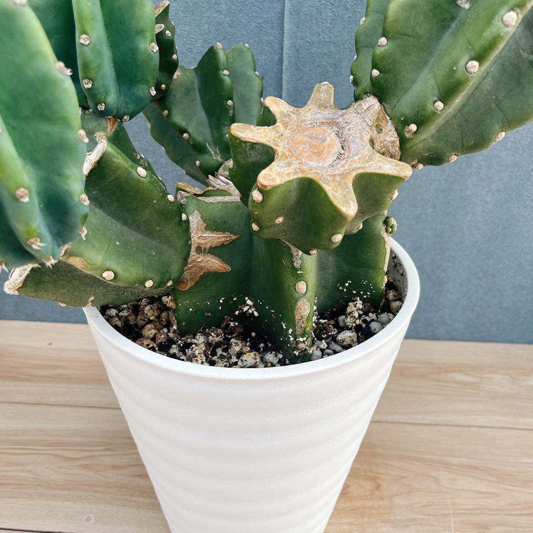 ［現品］16番　柱サボテン　鬼面角 ブランチ　8号　多肉植物　おしゃれ　人気