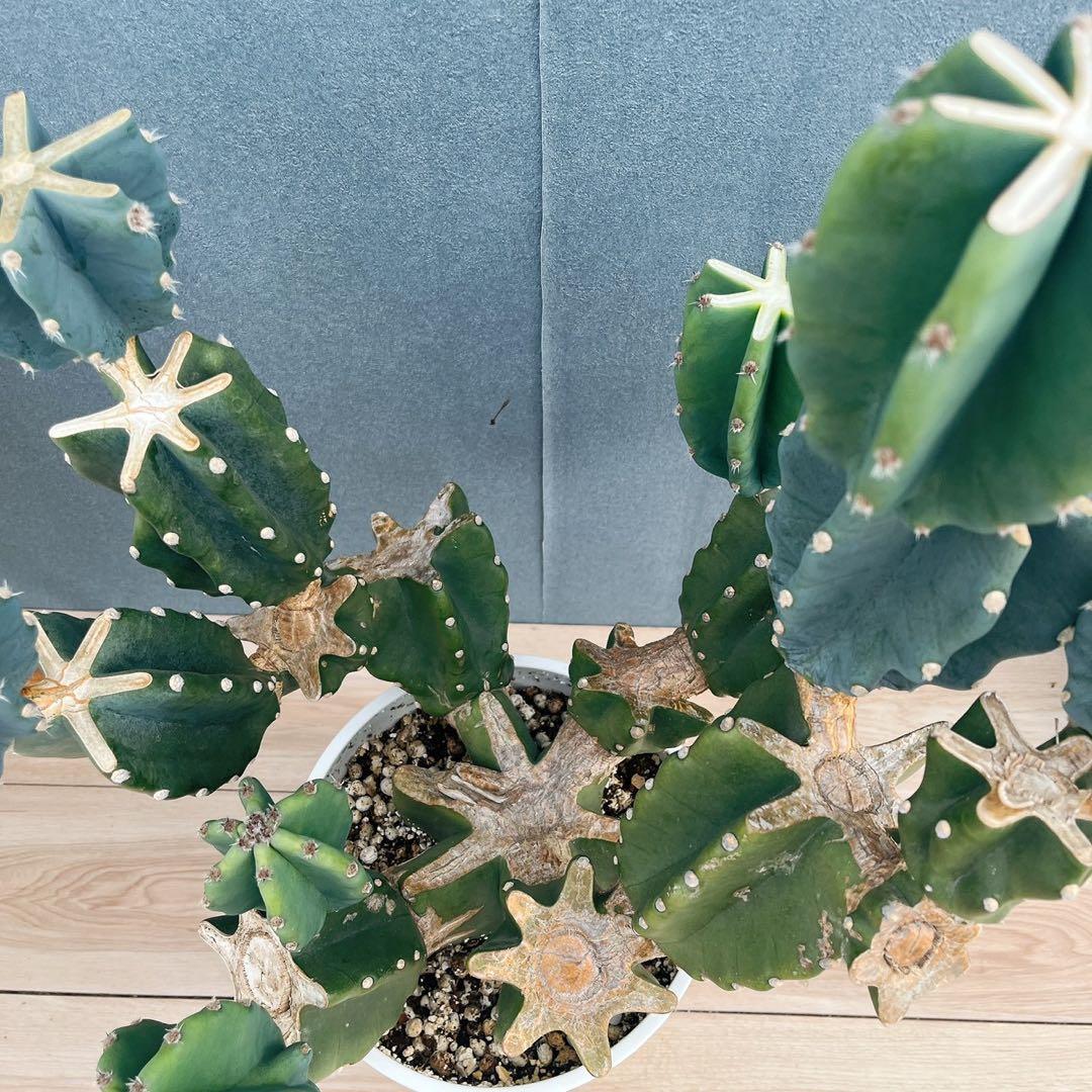 ［現品］16番　柱サボテン　鬼面角 ブランチ　8号　多肉植物　おしゃれ　人気