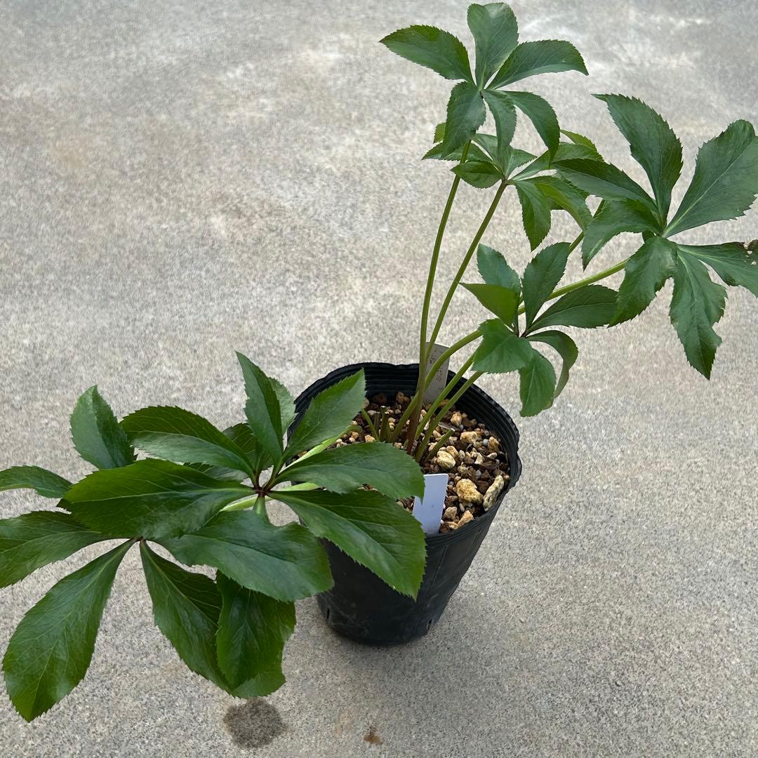 クリスマスローズ 開花実績株 クリアレッド