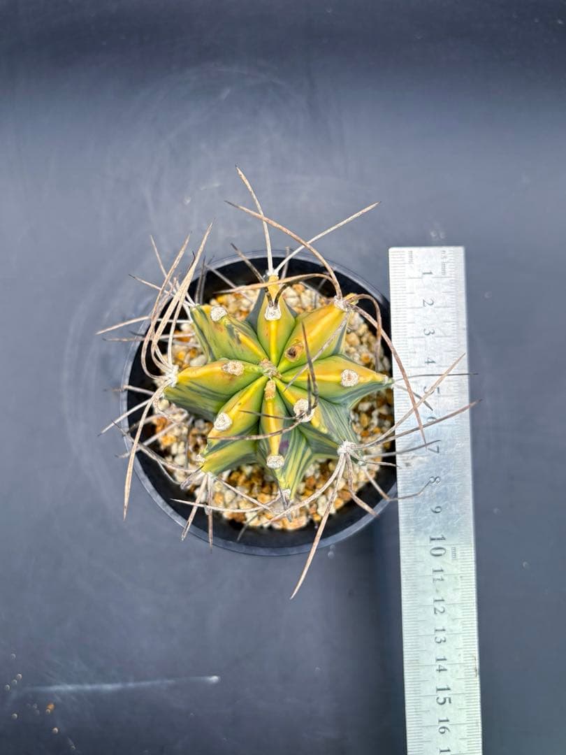 大鳳玉錦 自根 大鳳玉 アストロフィツム