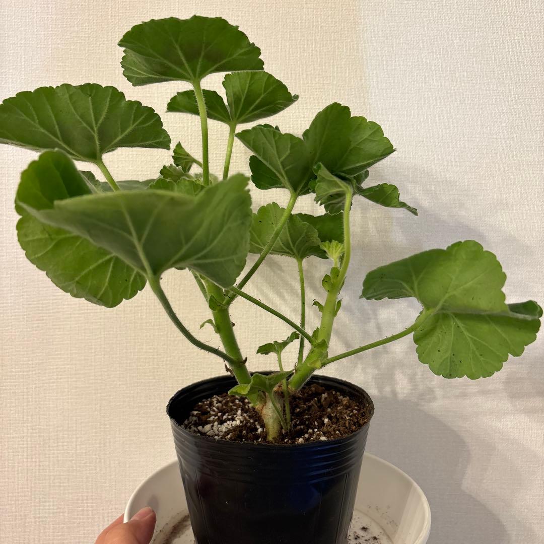 ふりふり咲きゼラニウム レア品種ゼラニウム 希少ゼラニウム Praline01