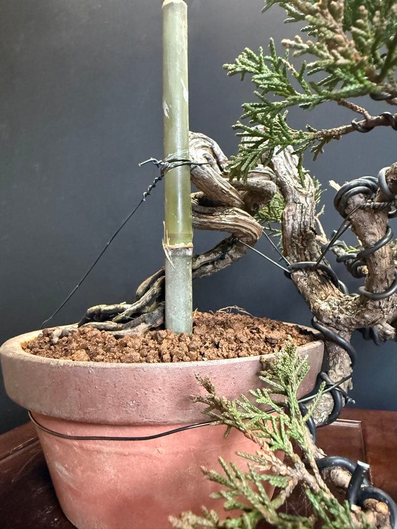 タクボマサヒロ様糸魚川真柏捻転根上がり盆栽素材　希少