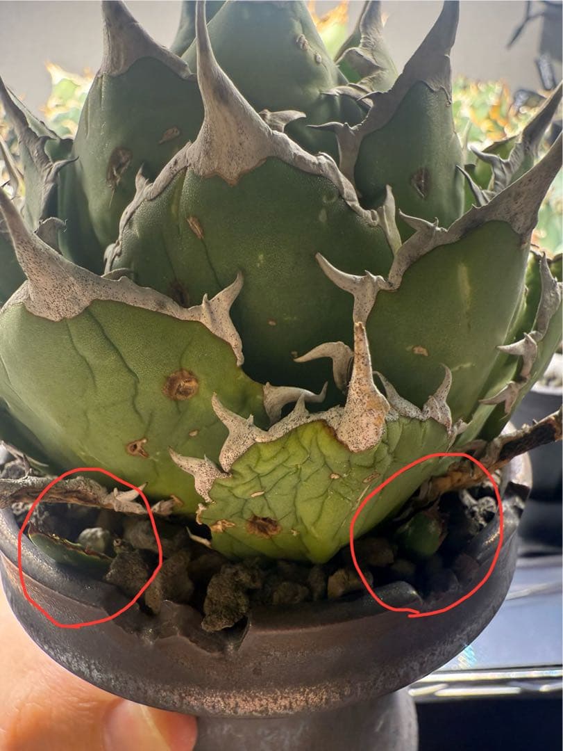 親株出品　アガベチタノタ \"fo07\" agave titanota