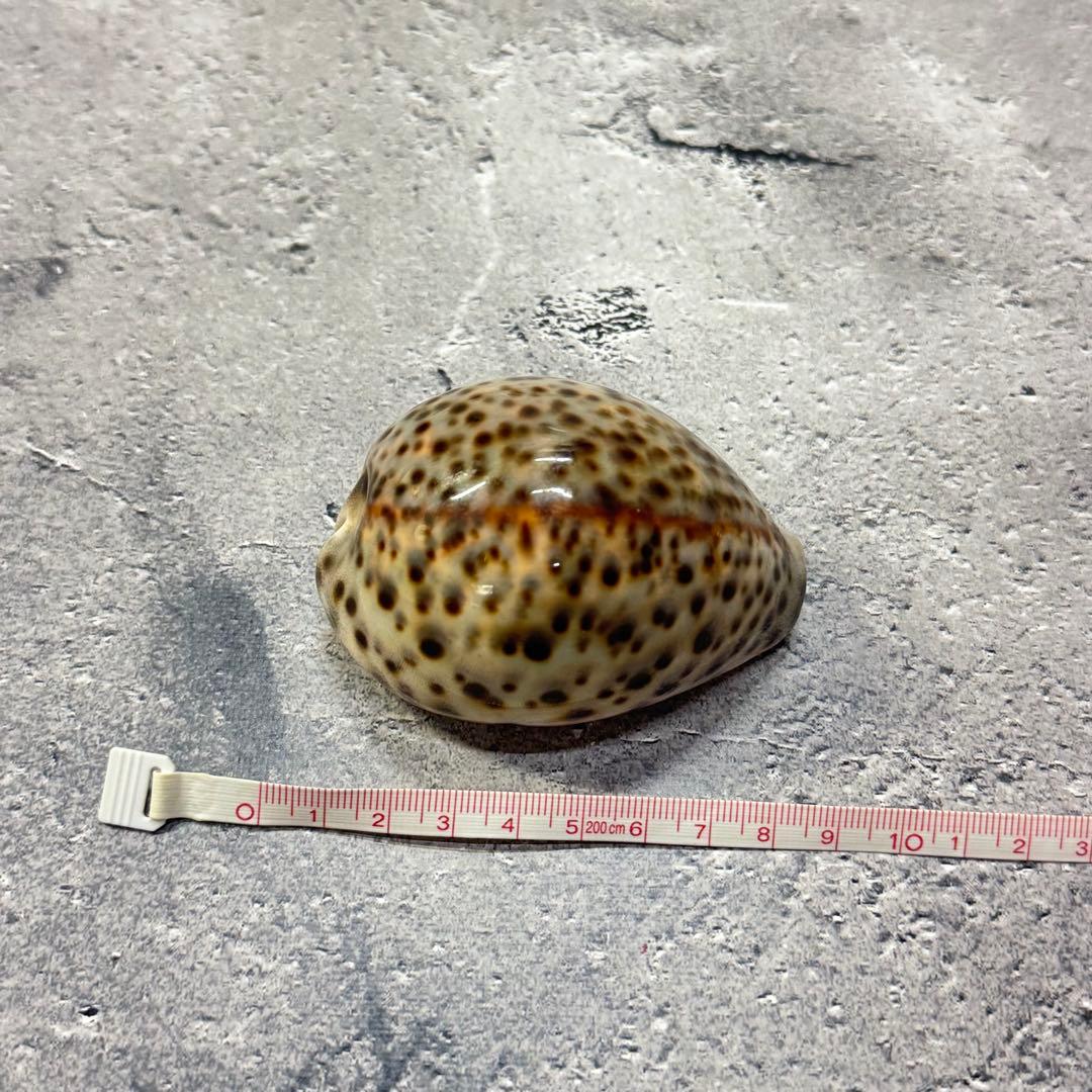 オウムガイ 珊瑚 他 貝殻コレクションセット 16点