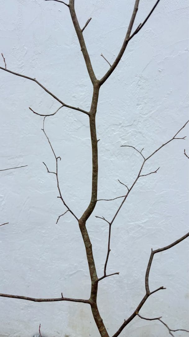 超逸品。山採りシロモジ2.3M(鉢底から)品番C - メルカリ