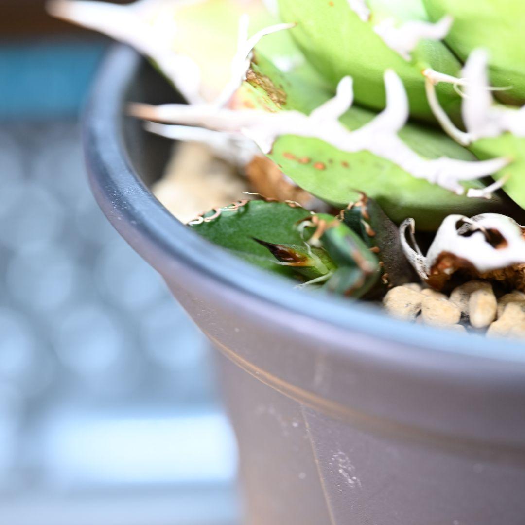 アガベ チタノタ シーザー 発根済 5号鉢 子株付き 強棘 美株