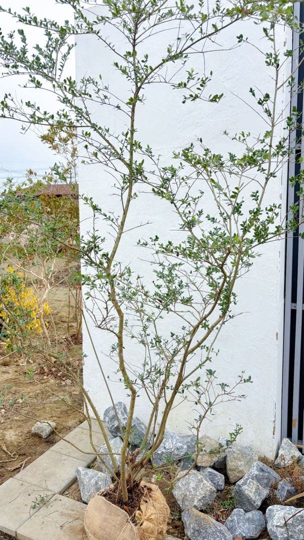 超逸品。山採りツゲ(柘植)株立ち2.6M(鉢底から)