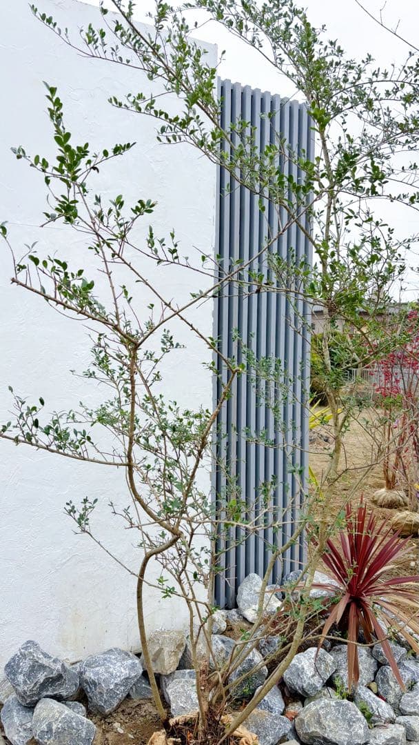 超逸品。山採りツゲ(柘植)株立ち2.6M(鉢底から)