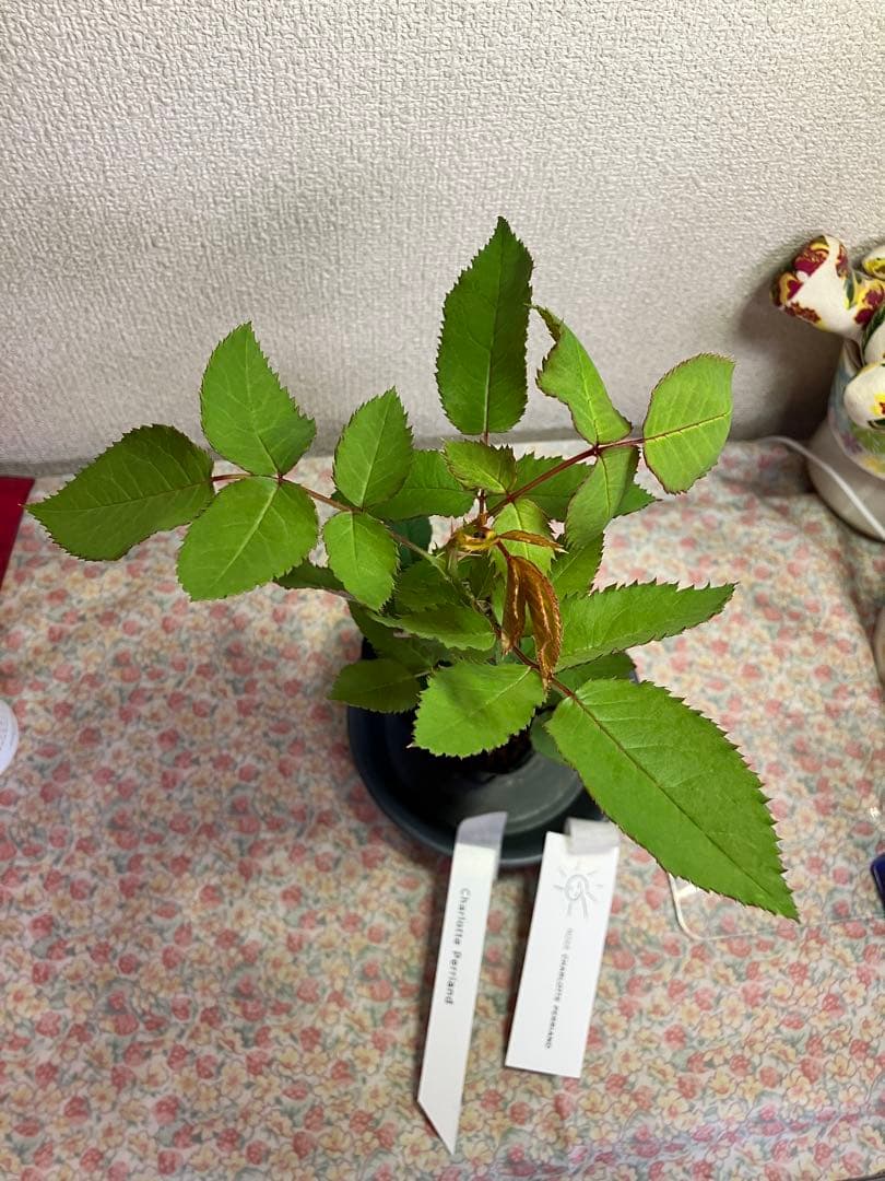 バラ苗　和バラ　正規品