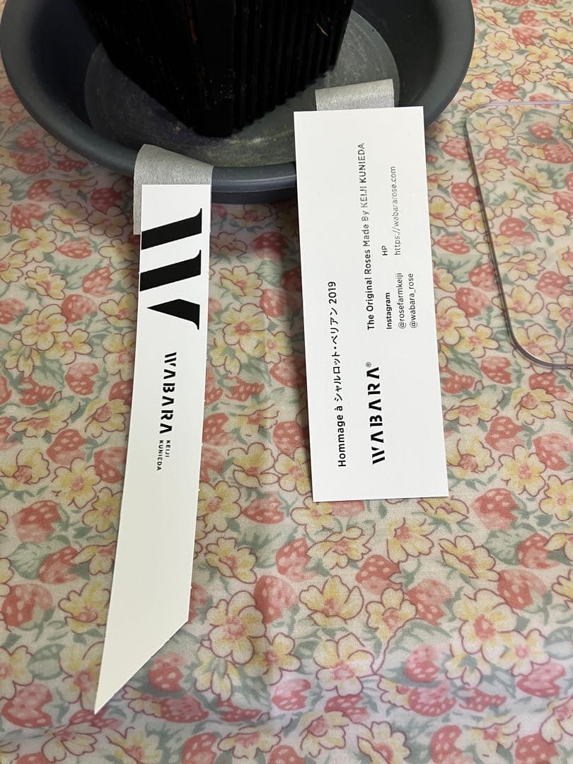 バラ苗　和バラ　正規品