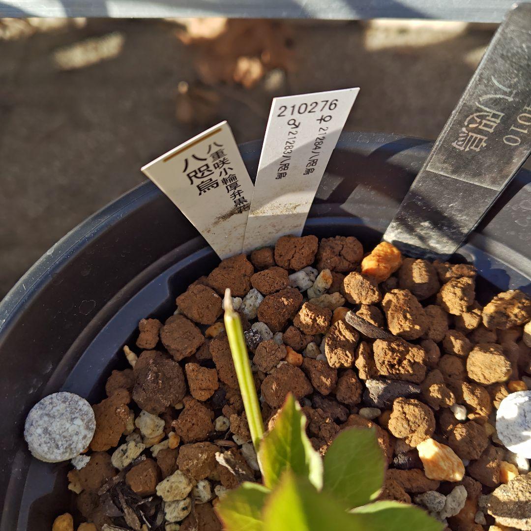 バ*カ様 クリスマスローズ 加藤農園 八咫烏 株分け