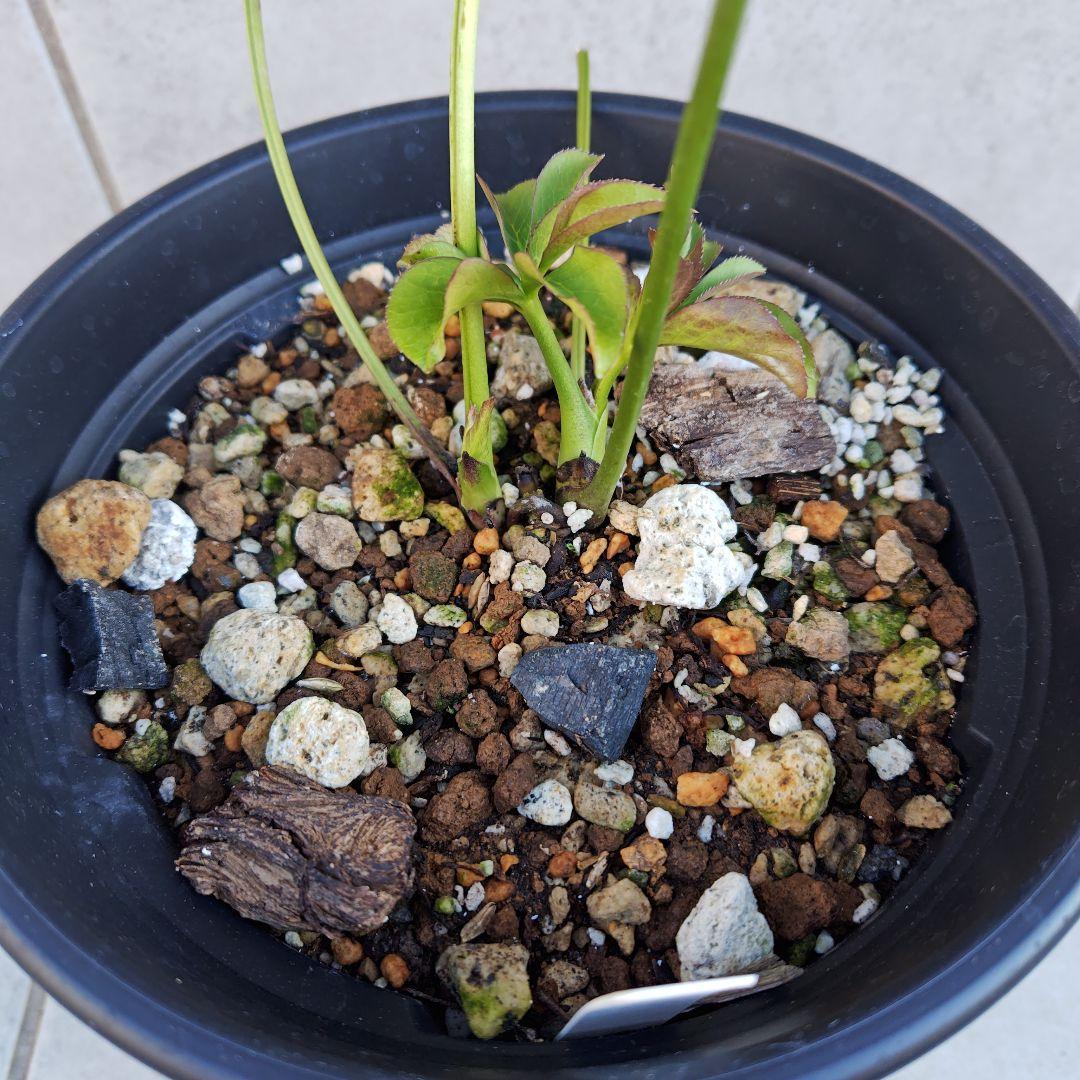 バ*カ様 クリスマスローズ 加藤農園 八咫烏 株分け