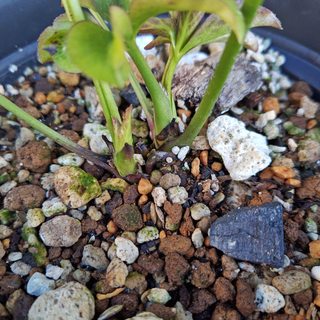 バ*カ様 クリスマスローズ 加藤農園 八咫烏 株分け