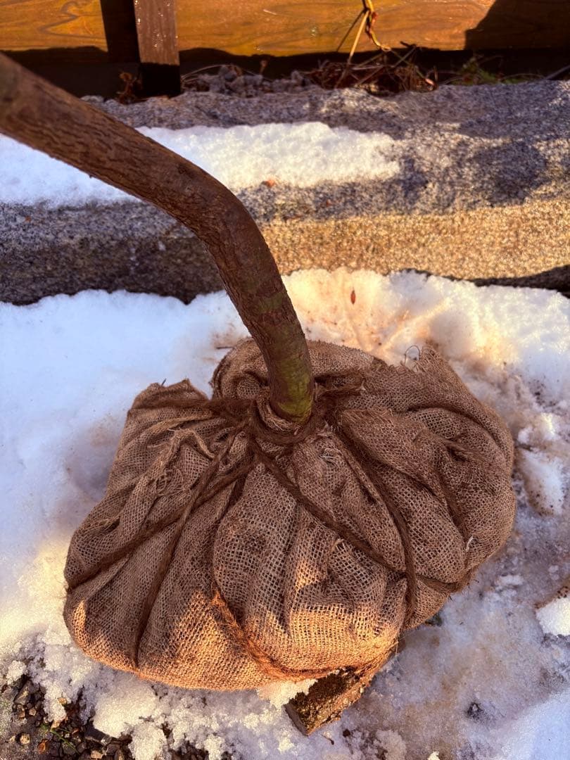 51 天然山採り サワフタギ 51 天然山採り サワフタギ