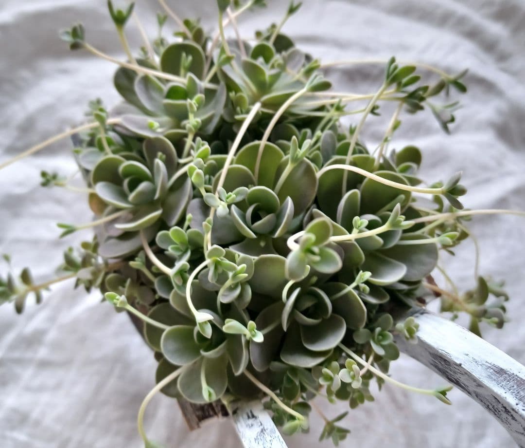 多肉植物 子持ち蓮華 荷車入り